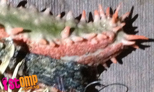 STOMPer reels in 'sea monster' with many writhing legs at Changi Beach Club