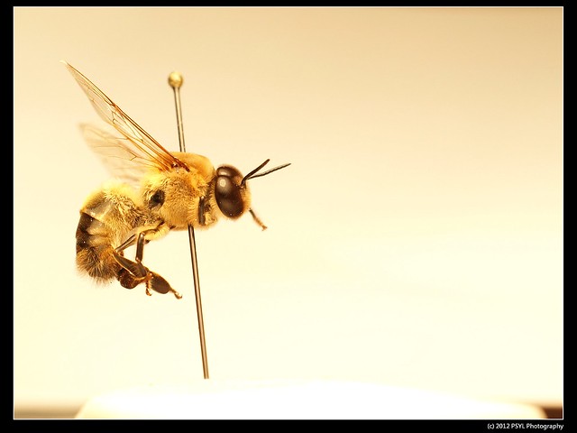 Drone Honey Bee (Apis mellifera)