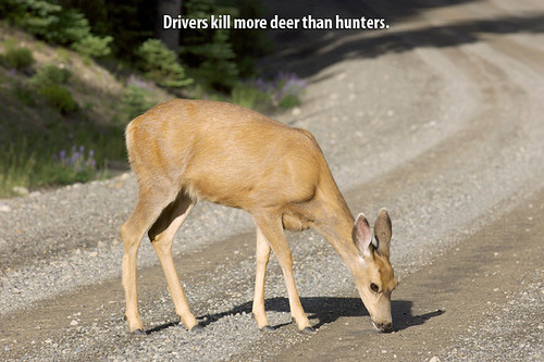 Deer-on-the-Road by DeliveryMaxx