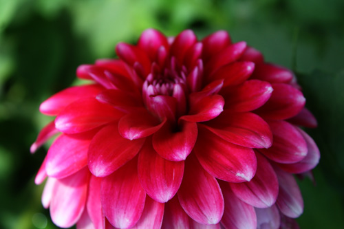 Red-pink-flower