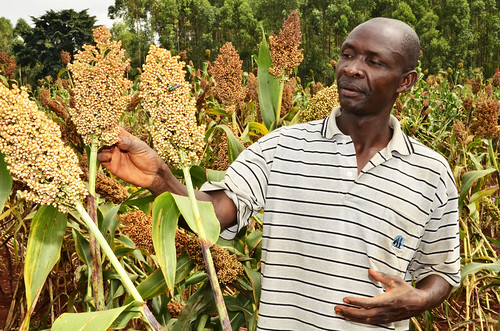 A sorghum farmer from Matayos, Busia County is working with Moi University in testing sorghum varieties