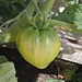 Plum tomato not yet ripe