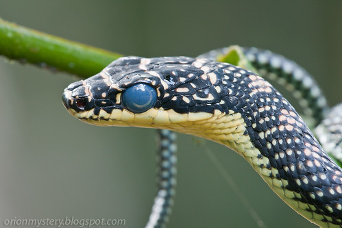 Paradise tree snake (Chrysopelea paradisi) IMG_9819 copy