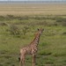 Etosha National Park impressions, Namibia - IMG_3094_CR2_v1
