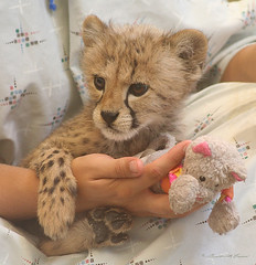 Savanna - baby cheetah