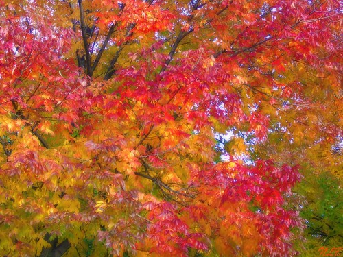 ~  Autumn is a second spring when every leaf is a flower ~ by Purpletree..(Nancy Lee)