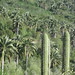 Chile palms and cactus