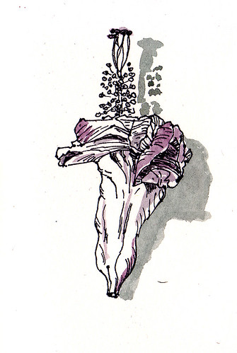 verblühte Hibiskusblüte / hibiscus blossom by Inky's Journal