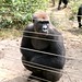 Mefou Primate Sanctuary impressions, Cameroon - IMG_2499_CR2_v1