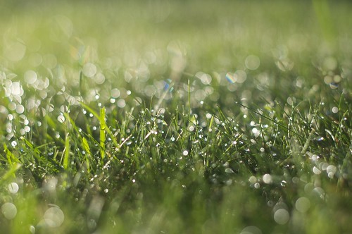 無料写真素材|花・植物|草原・草|雫・水滴|緑色・グリーン