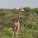 Etosha National Park impressions, Namibia - IMG_3101_CR2