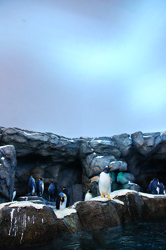Penguins Under Aurora by TOTORORO.RORO (Back, Will Catch Up)