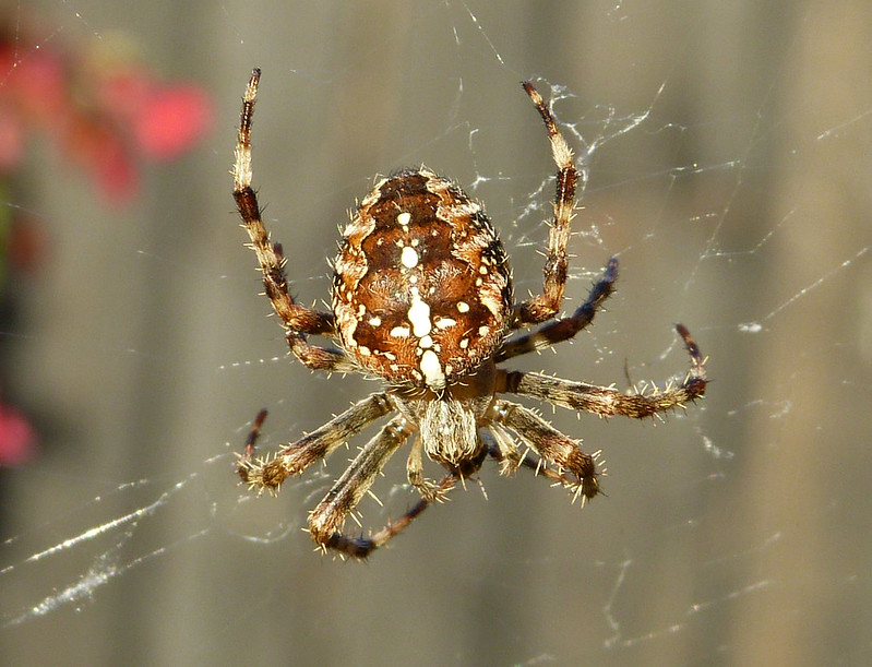 Garden Spider, Kent