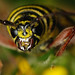 locust borer posted by ophis to Flickr
