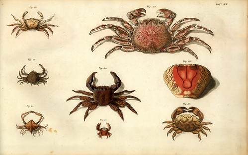005-Â Versuch einer Naturgeschichte der Krabben und Krebse- 1790- Johann Friedrich Wilhelm Herbst- Humboldt University