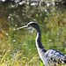 Great Blue Heron posted by Ol' Mr Boston to Flickr