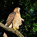 Young Red Tail posted by Ol' Mr Boston to Flickr