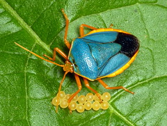 True Bugs of Ecuador