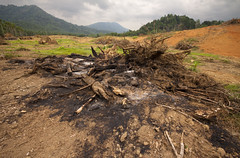 Deforestation: Thailand