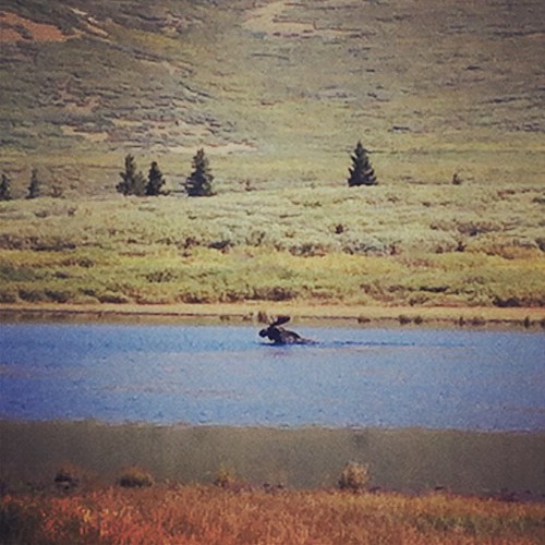 Just a swimming moose. No biggie. #mtbierstadt #colorado