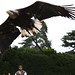 Warwick Castle - Eagle in Flight