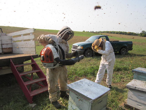 havelock Ontario beekeeper buckwheat honey alfredo malanca