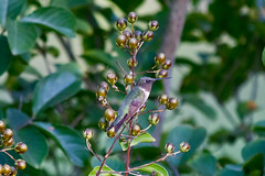 hummingbirds 5