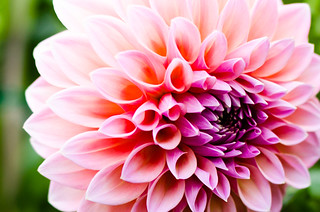 Project 365: Day 246 - Dahlia in Gradient