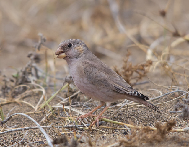 trumpter finch with seed 4