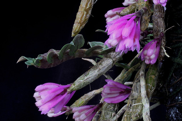 Dendrobium dicheoides