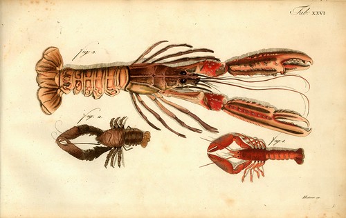 007-Â Versuch einer Naturgeschichte der Krabben und Krebse- 1790- Johann Friedrich Wilhelm Herbst- Humboldt University