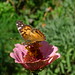 20120922 Painted lady butterfly on zinnia posted by chipmunk_1 to Flickr