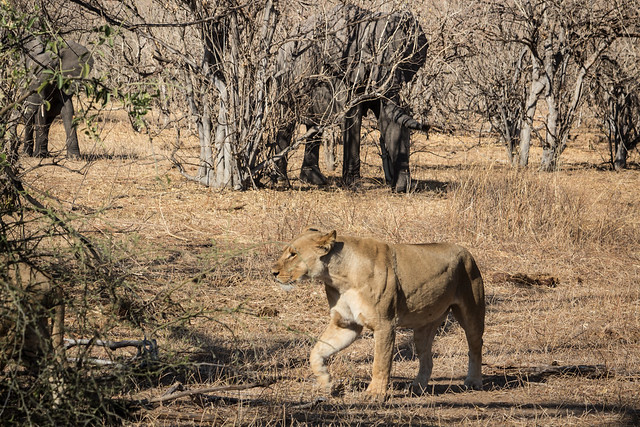 Lions Started by Elephants - Chobe