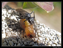 Hymenoptera/Pompilidae