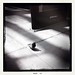 Logan Airport Pigeon 223/366 posted by noelle-christine-images to Flickr