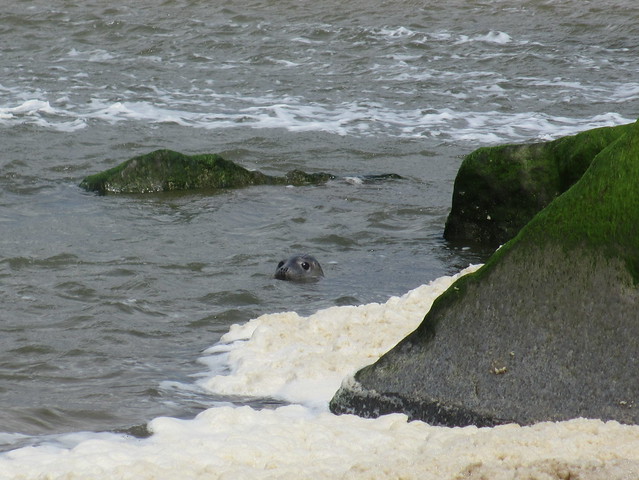 Seal near Holt
