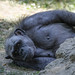 91 - 2012 - Zoo Barcelona - Juliol 2012 - Nikon D7000 - _D011664