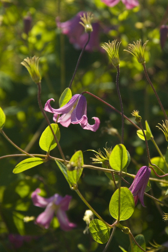 Purple clematis group