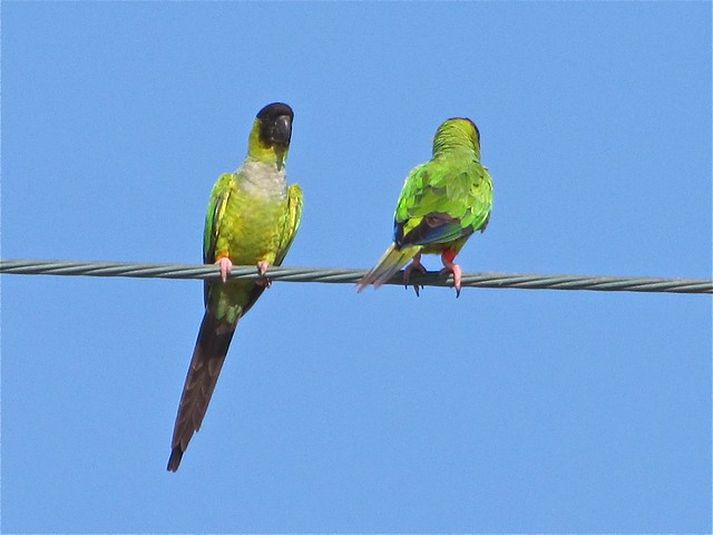 Nanday Parakeet in St. Augustine, FL 26