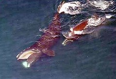 北大西洋露脊鯨，母鯨側向一邊以餵食幼鯨。（照片由Peter Duley拍攝，NOAA/NEFSC提供）