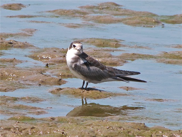Black Tern at Evergreen Lake 39