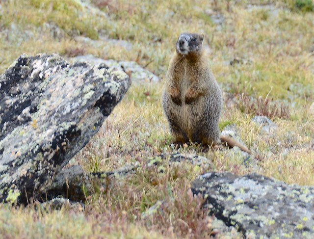 Marmot of the Mountain