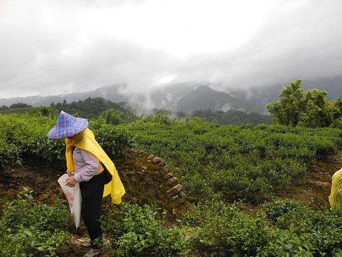 從日本明治學院遠道而來的學子，穿梭在台灣坪林茶園，走台灣藍鵲故鄉，為藍鵲茶努力。