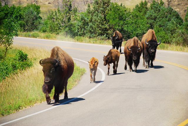 theodore roosevelt national park buffalo