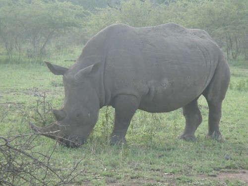 Rhino, Hluhluwe Umfolozi, Kwazulu Natal, South Africa