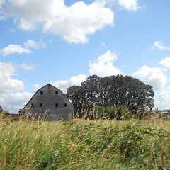 A barn and a small copse of trees