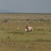 Etosha National Park impressions, Namibia - IMG_3678_CR2