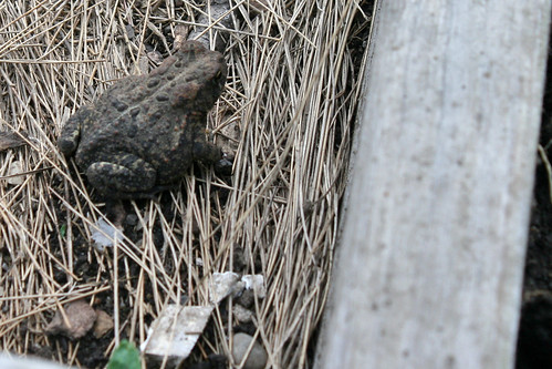 young toad 031
