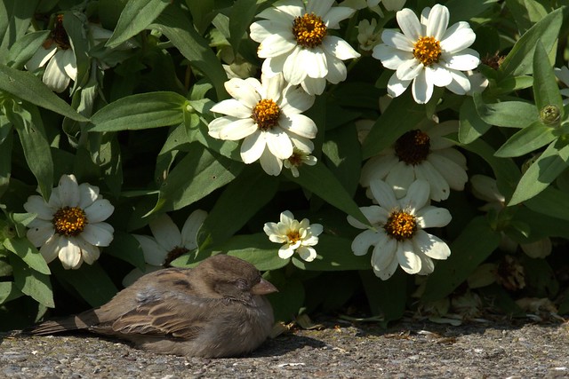 Sleeping Sparrow