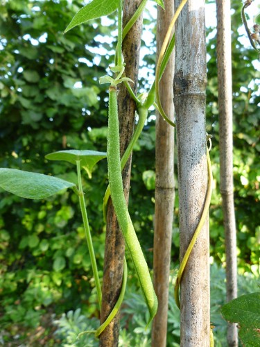 Climbing french beans- probably the most sucessful this year but that's not saying much